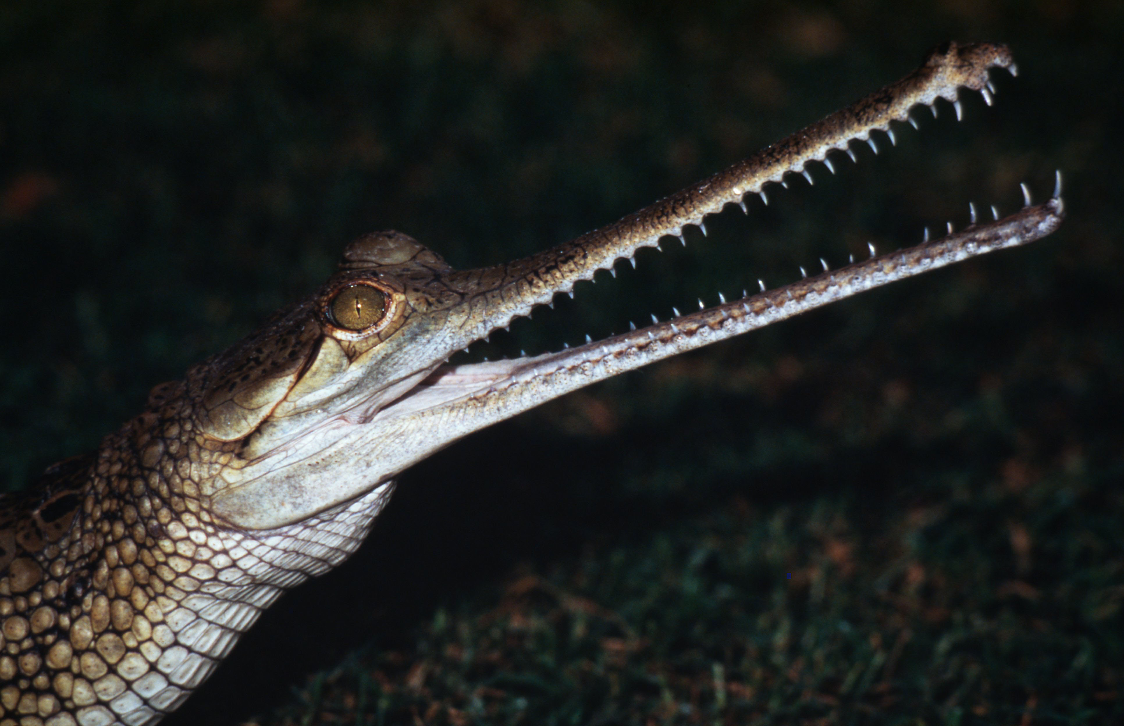 Gharials under grave threat WWF