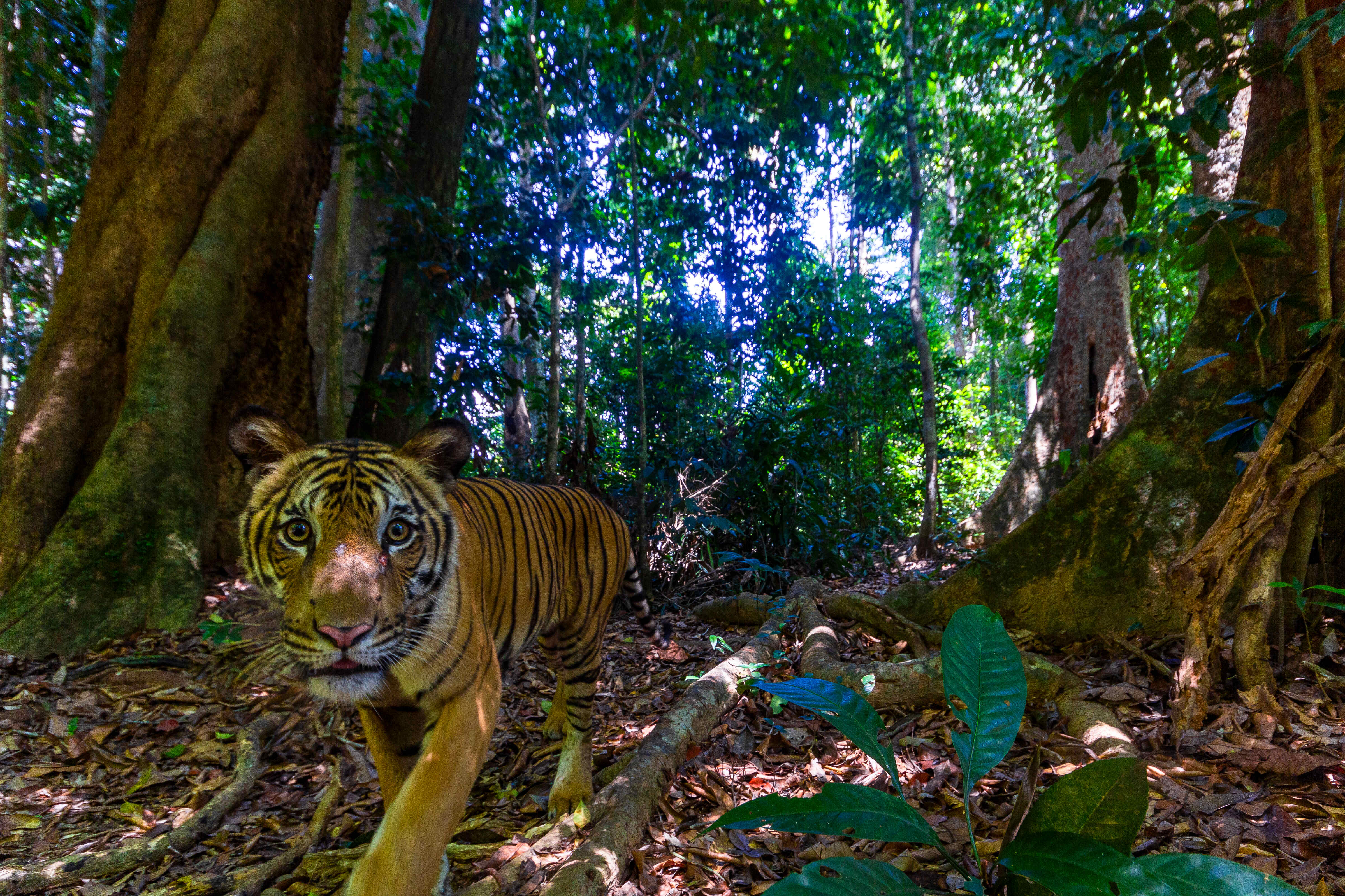 Тигрите в дивата природа по света вече са над 5500 | WWF