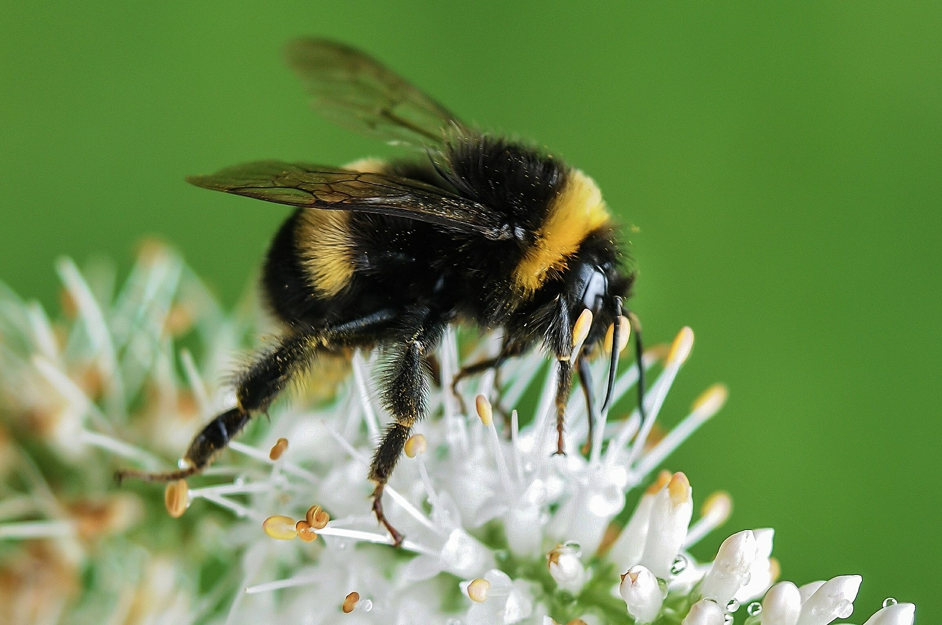 European Commission’s Pollinators Initiative must address intensive