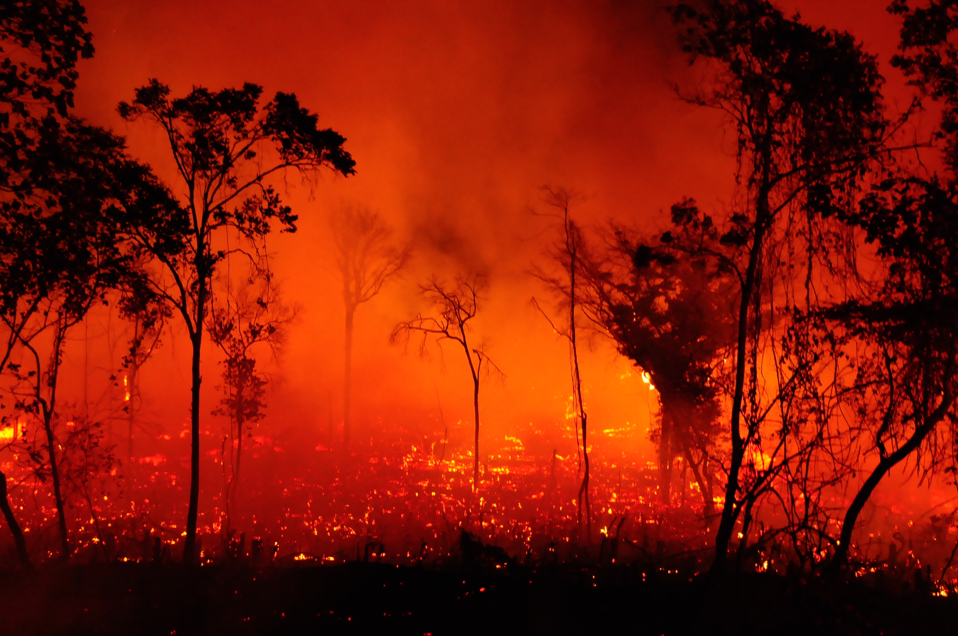 Fourfold increase in fires magnifies threat to Brazil’s Cerrado WWF.