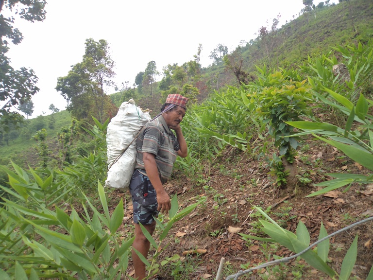 Broom grass — a boon for communities and ecosystems WWF