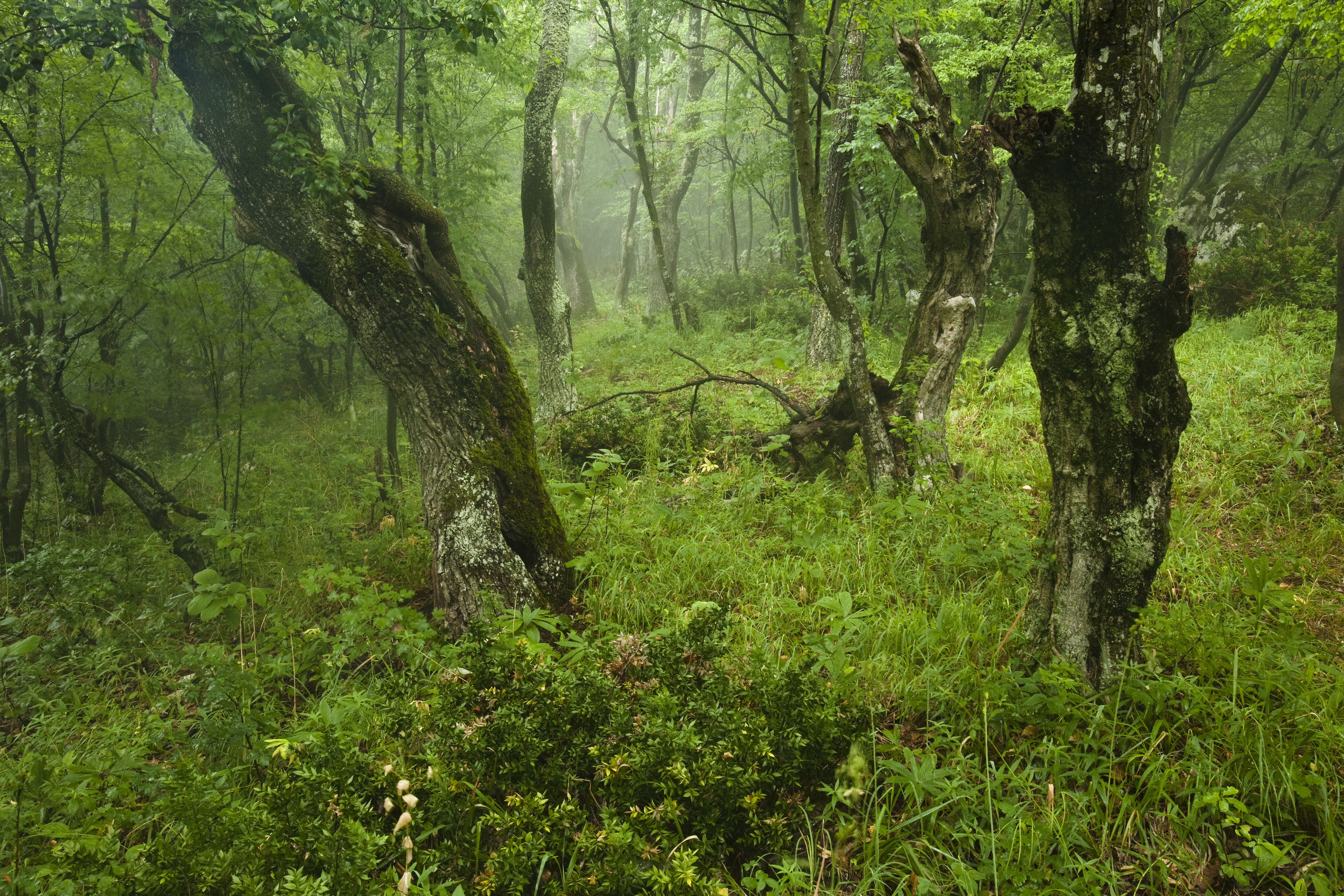 Old Growth Forests In Hungary In Danger Wwf