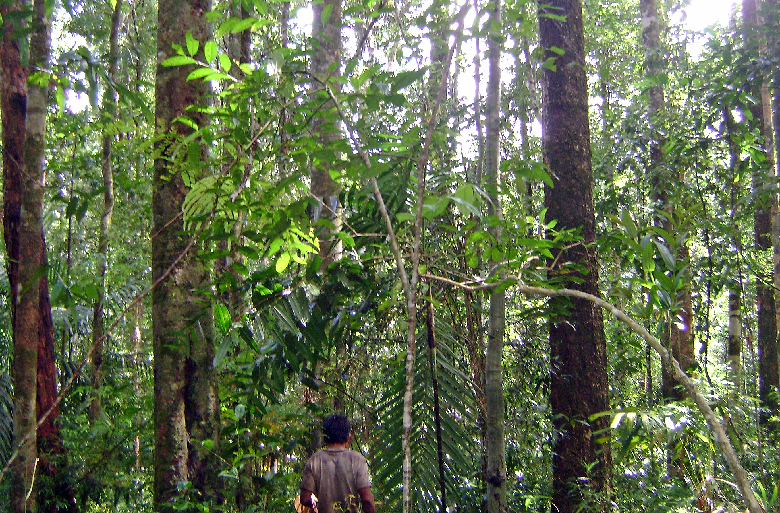 Sustainable rattan management in Laos goes from strength to strength