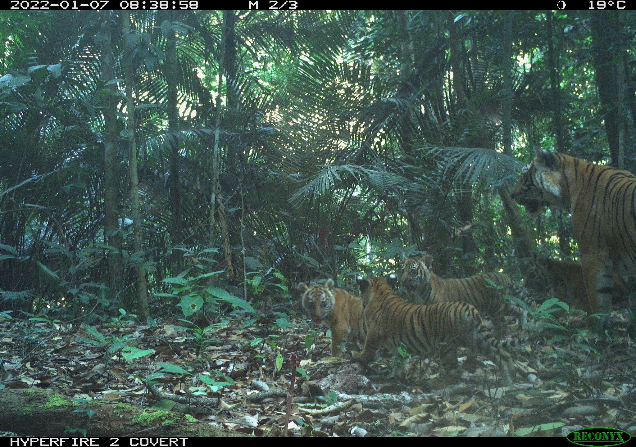 10 things you need to know happened in the Year of the Tiger | WWF