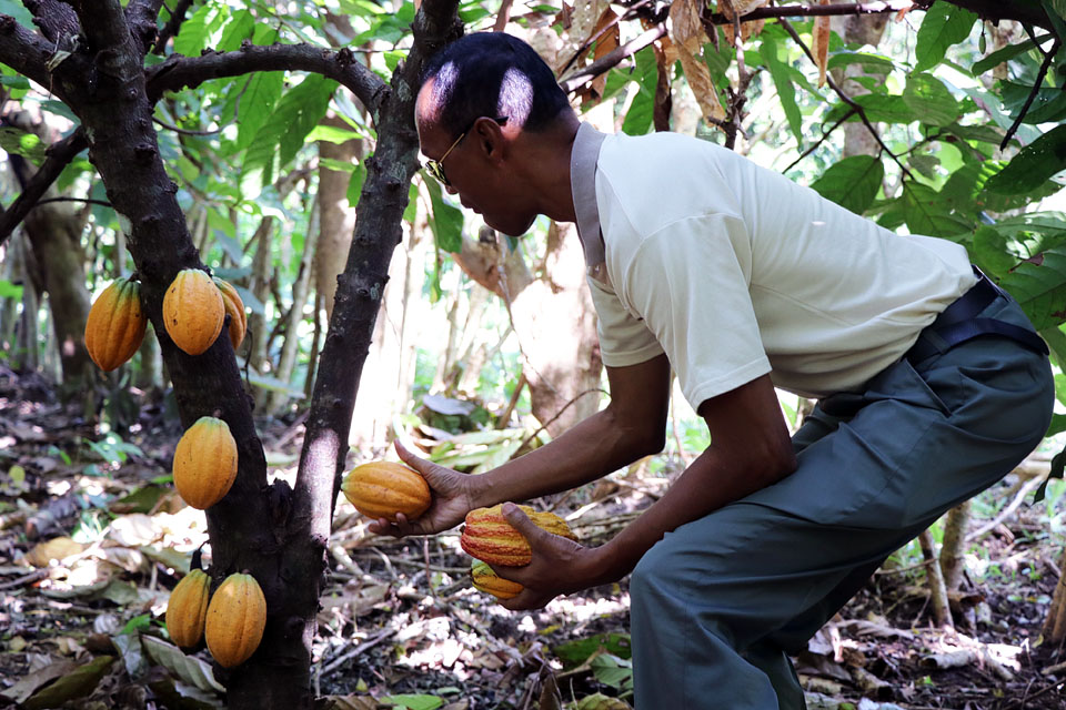 Des champs de cacao en alternatives durables à l'exploitation de la forêt humide | WWF