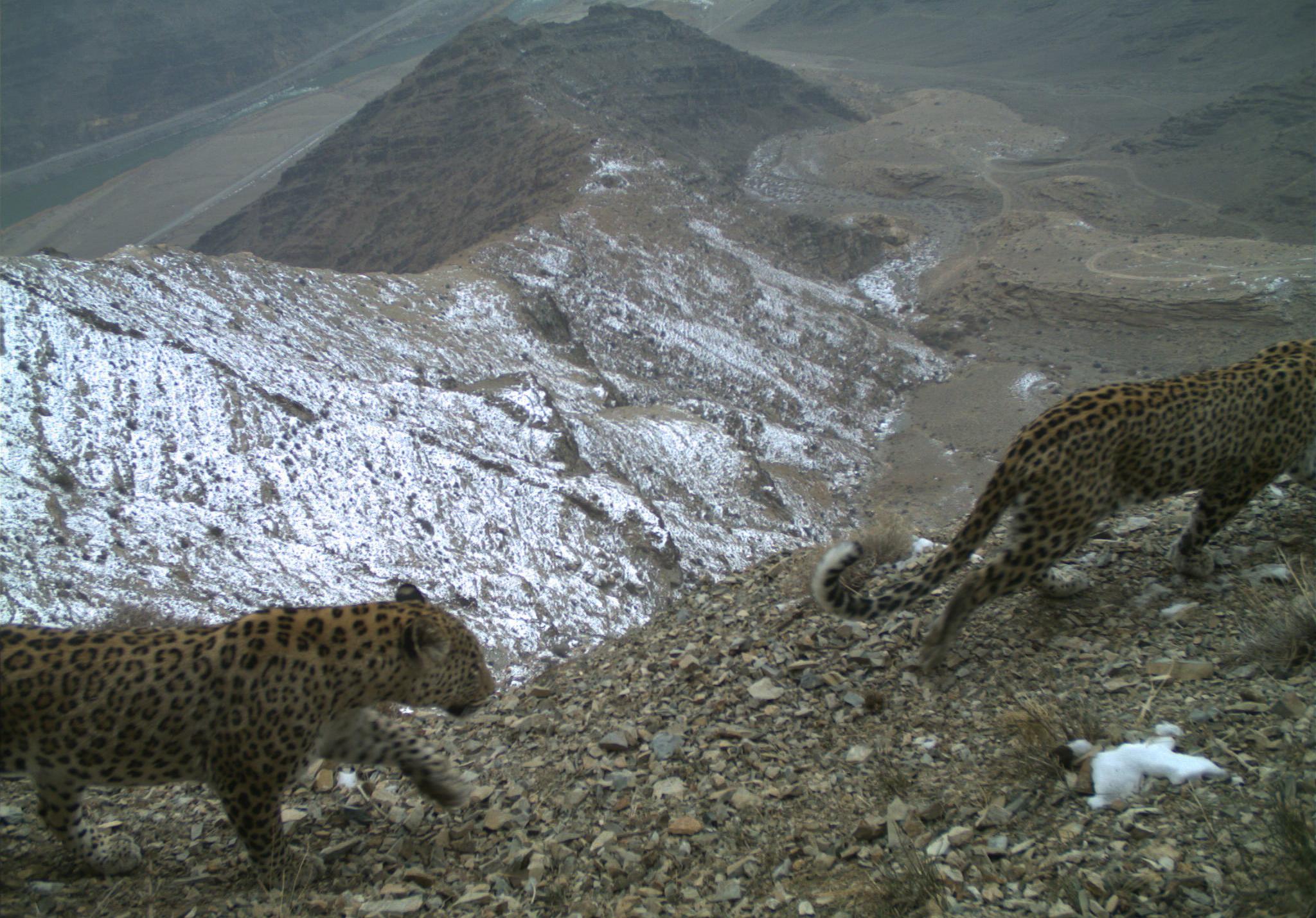 Endangered leopard images are proof of conservation progress in