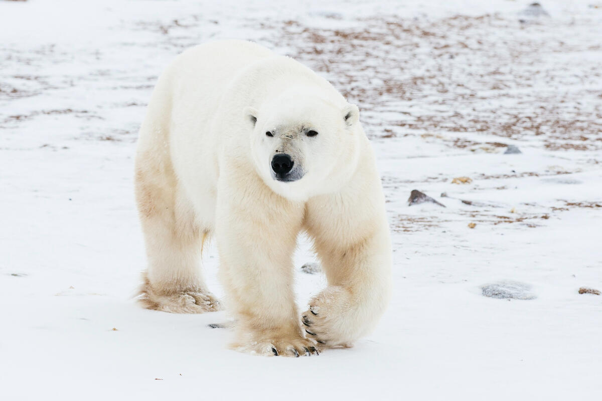 Осемте вида мечки в света и любопитни факти за тях | WWF