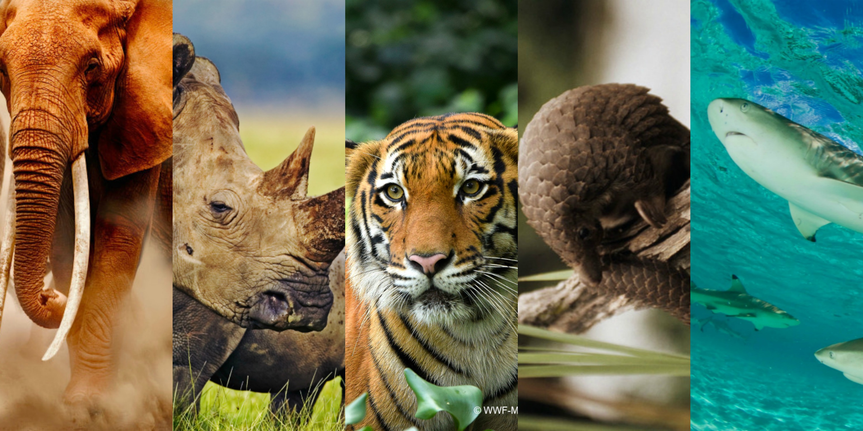 World Takes Bold Steps To Protect Wildlife WWF World Takes Bold Steps To Protect Wildlife WWF