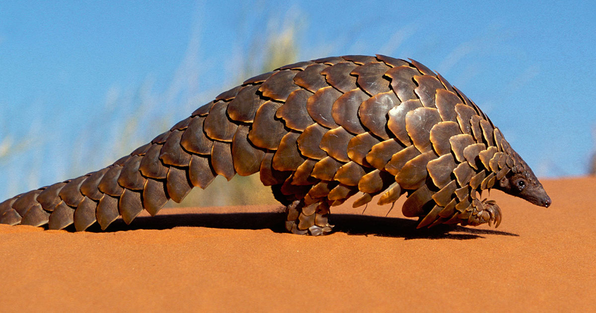 Pangolin