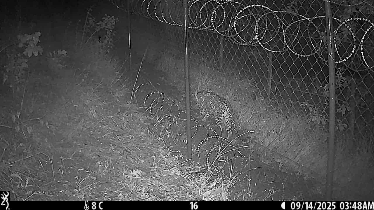 © National Wildlife Agency Georgia 