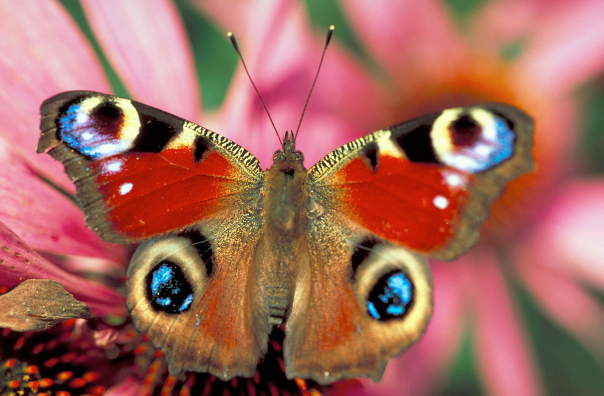 Peacock butterfly (Inachis io) 