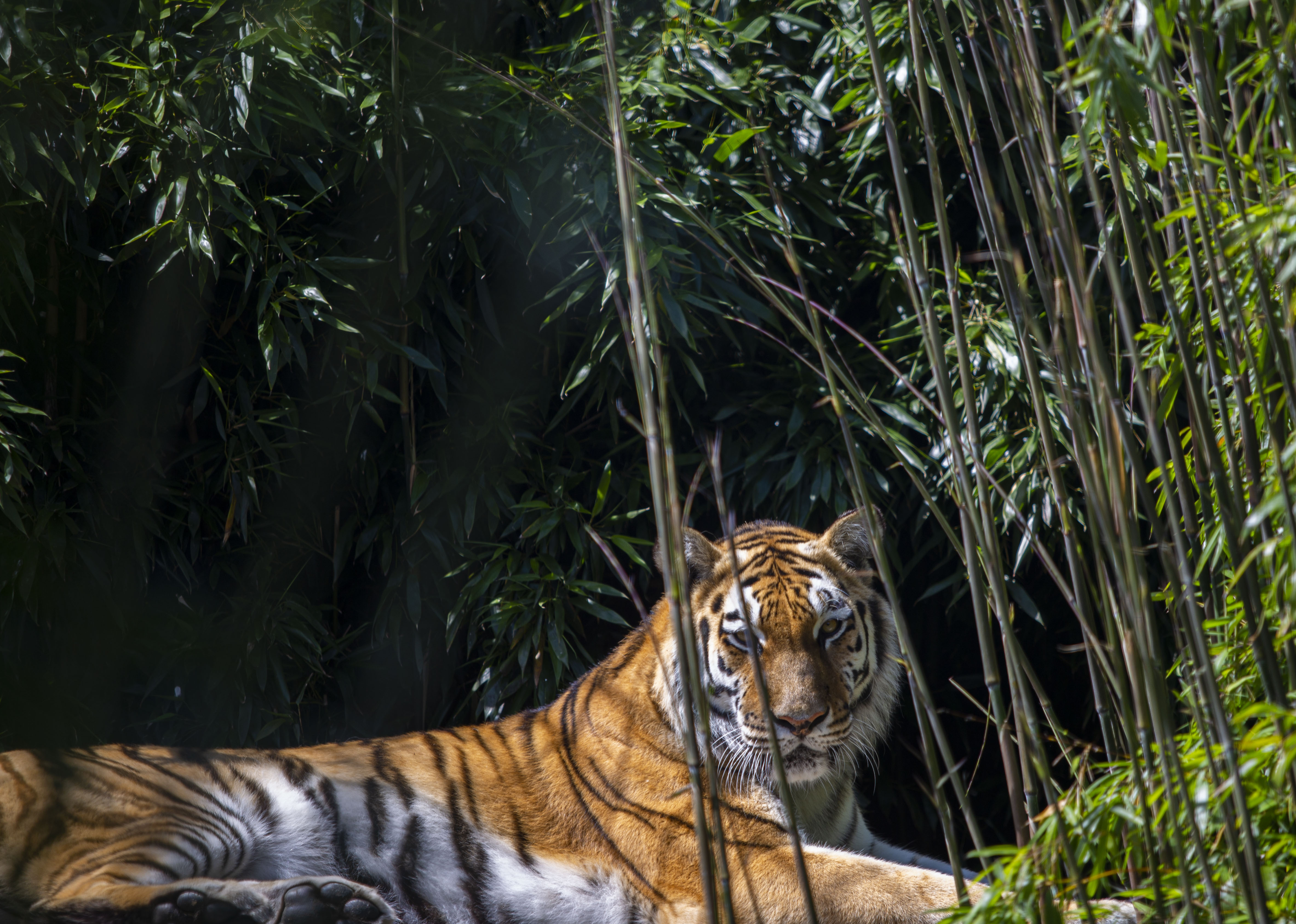 70 години след изчезването им тигрите се завърнаха в Казахстан WWF