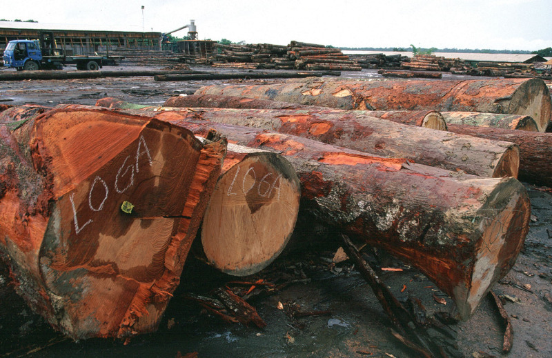 Illegal wood soon excluded from EU markets WWF