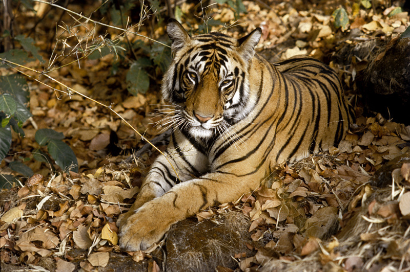 Tiger (panthera tigris) lying on dried leaves, India.