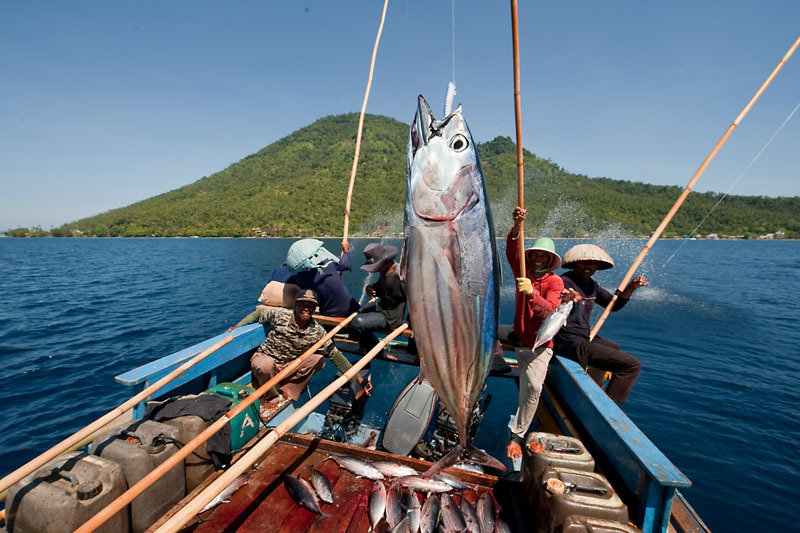 WWF first MSCcertified skipjack tuna products from the