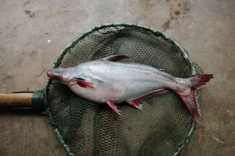 Pioneers for responsibly farmed pangasius recognized | WWF
