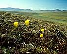 Russia's Arctic tundra is just one ecosystem threatened by climate change.