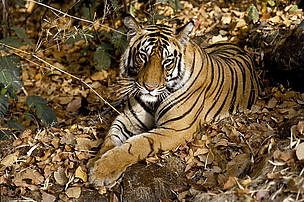 Tiger (panthera tigris) lying on dried leaves, India.