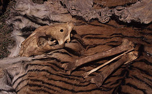 Tiger bones, skull & skin recovered by staff of the Royal Chitwan National Park, Terai Arc Landscape, Nepal